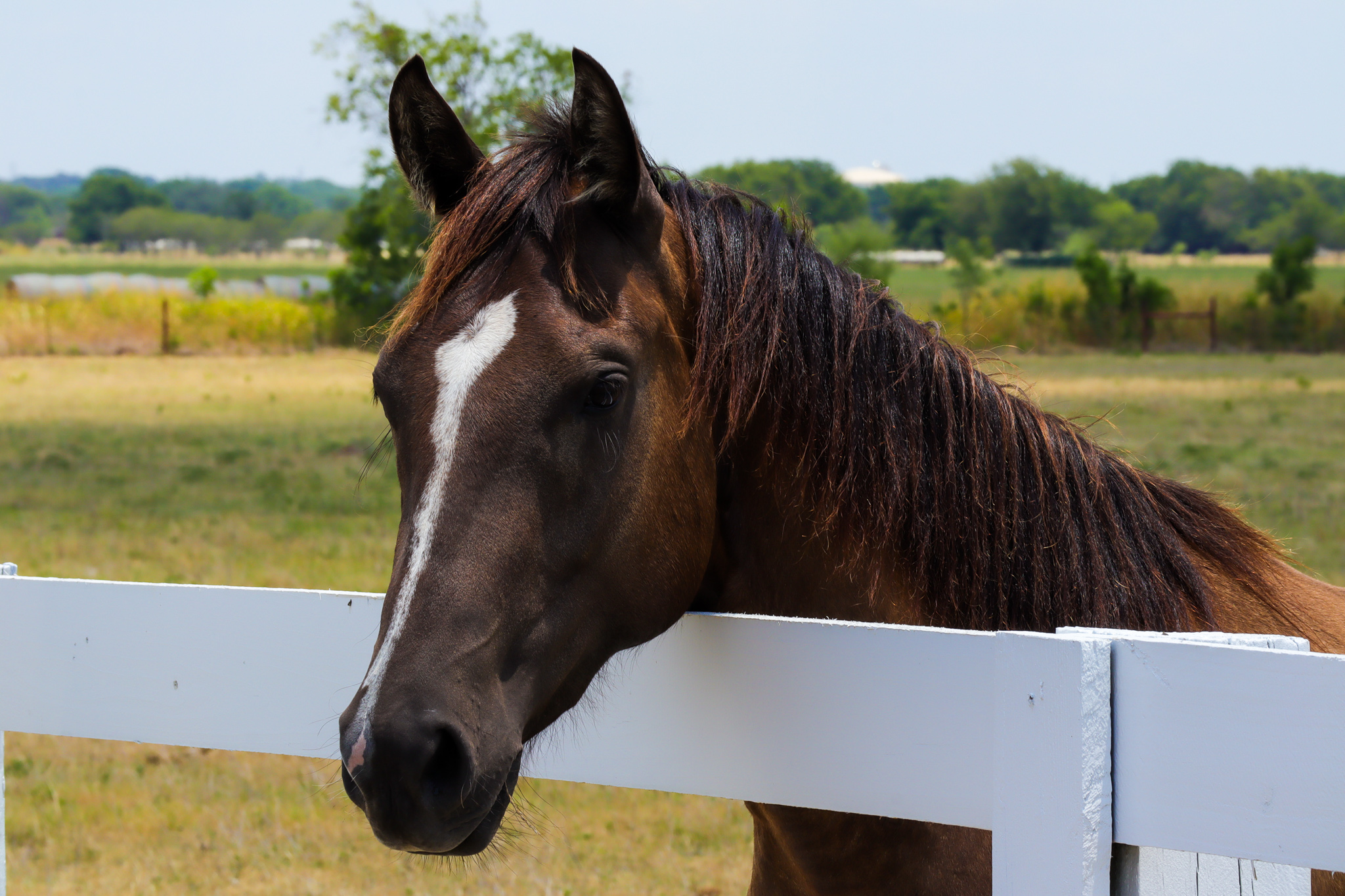 Photo of horse