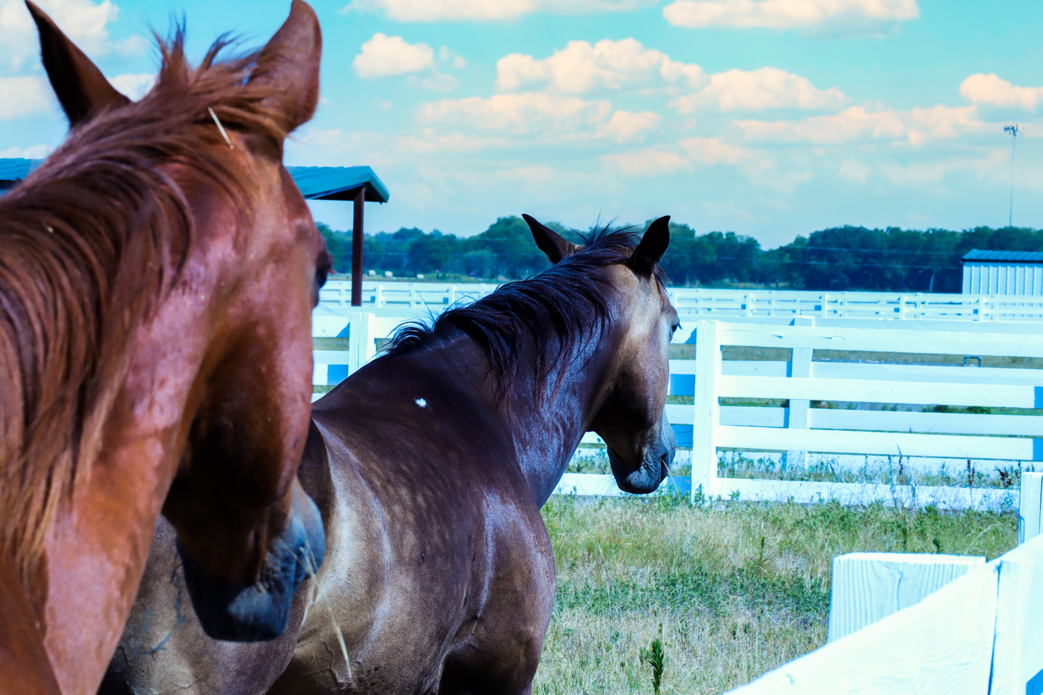 Horses in paddock