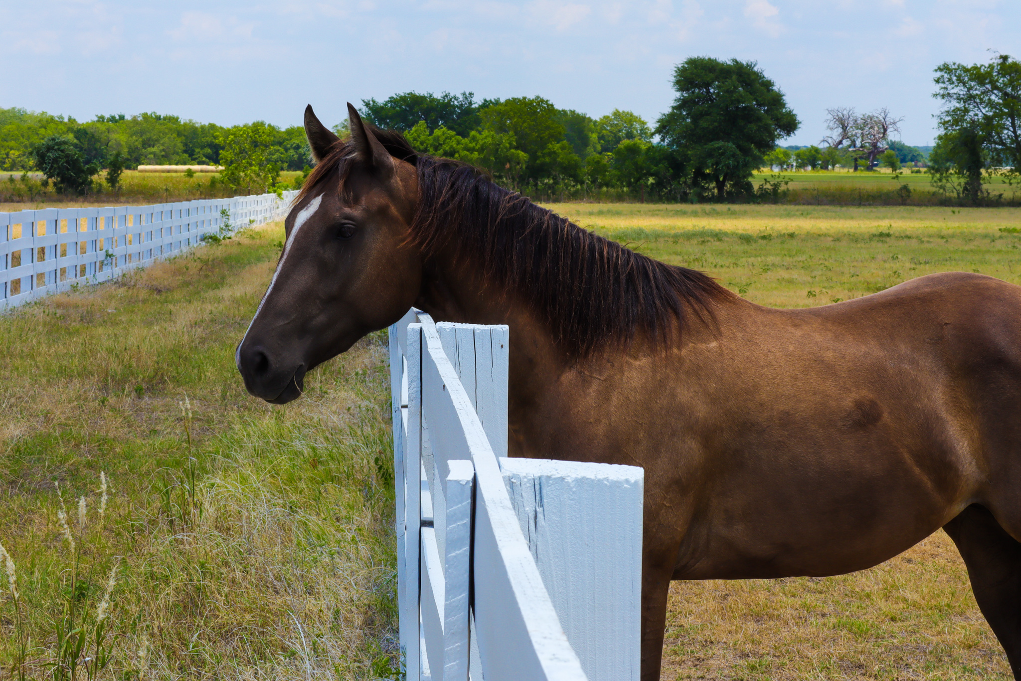 Hope standing next to fence