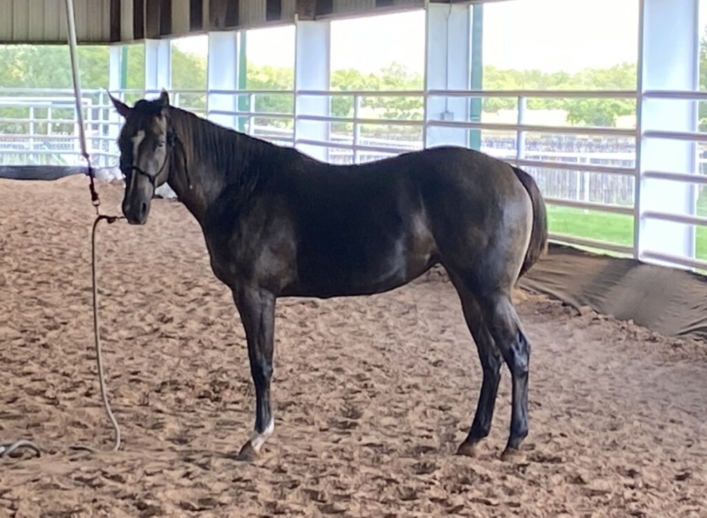 Hope the horse in barn