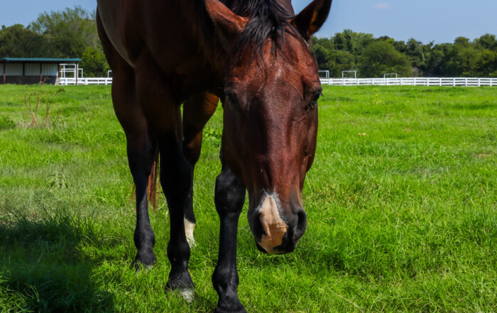 Brown horse standing in pasture