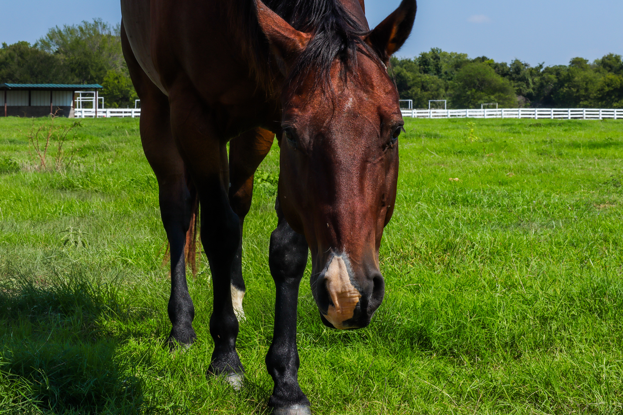 Brown horse standing in pasture